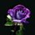 Shelia Olson's profile image
