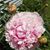 Nina McCoy Royce's profile image