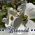 Dolores Pittenger McLaughlin's profile image