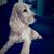 Donna Lucchesi's profile image