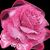 Margaret Mertes's profile image