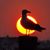 Meliss Le Blanc's profile image