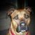 Lindsey Scheirmann's profile image