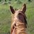 Dea Colyer's profile image