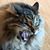 Stephen Thomas Chupack's profile image