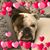 Vicki Abrams Graff's profile image