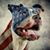 Luke Royea's profile image