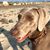 Carol Garneau's profile image