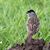 KM Parle's profile image