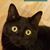 Tracy Lautt's profile image
