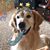 Debra Abigail Corbit Torina's profile image