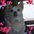 Wendy Strouth Allred's profile image