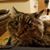 Dennis Lee Yates's profile image