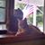 Debbie York Hermanson's profile image