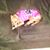 Joan Goebel's profile image