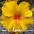 Nancy Mesenbrink's profile image