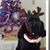 Quiomara Melendez's profile image