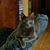 Deborah Cook's profile image