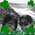Bridie Clasby Scanlan's profile image