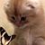 Dima Altayyar's profile image