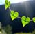 Roxana Imam's profile image