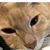 Jj Nadjeeb's profile image