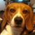 Robert Baldo's profile image