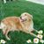 Daisy Golden's profile image