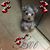 JoAnn Campise's profile image