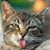 Julie Palumbo Beckworth's profile image
