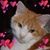 Kathy Rose's profile image
