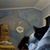 Carol Prosser's profile image