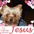 Debbie Ruggiero Mutts's profile image
