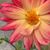 Merilee Ann Barnes Green's profile image