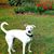 Carol Germain's profile image