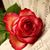Sharon Hobbs's profile image