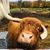 Rosalie Bass's profile image