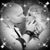 Nicole Suzanne Spaulding's profile image