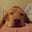 Devin Crichton's profile image