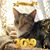 Sue Newhouses's profile image