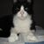 David Abrahamson's profile image