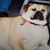 Donna Marcheschi Stimac's profile image