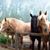 Patti Crandall's profile image