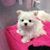 Linda Sammartino's profile image