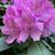 Susan Ables-Irick's profile image