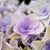 Domenic Bianco's profile image