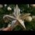 Alma Costilla's profile image