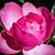 Vicki Hunter's profile image