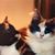 Cat Brendel's profile image