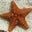 Patricia Merrifield's profile image